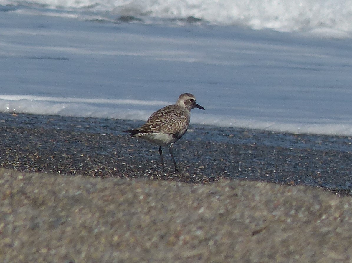 Black-bellied Plover - ML559789151