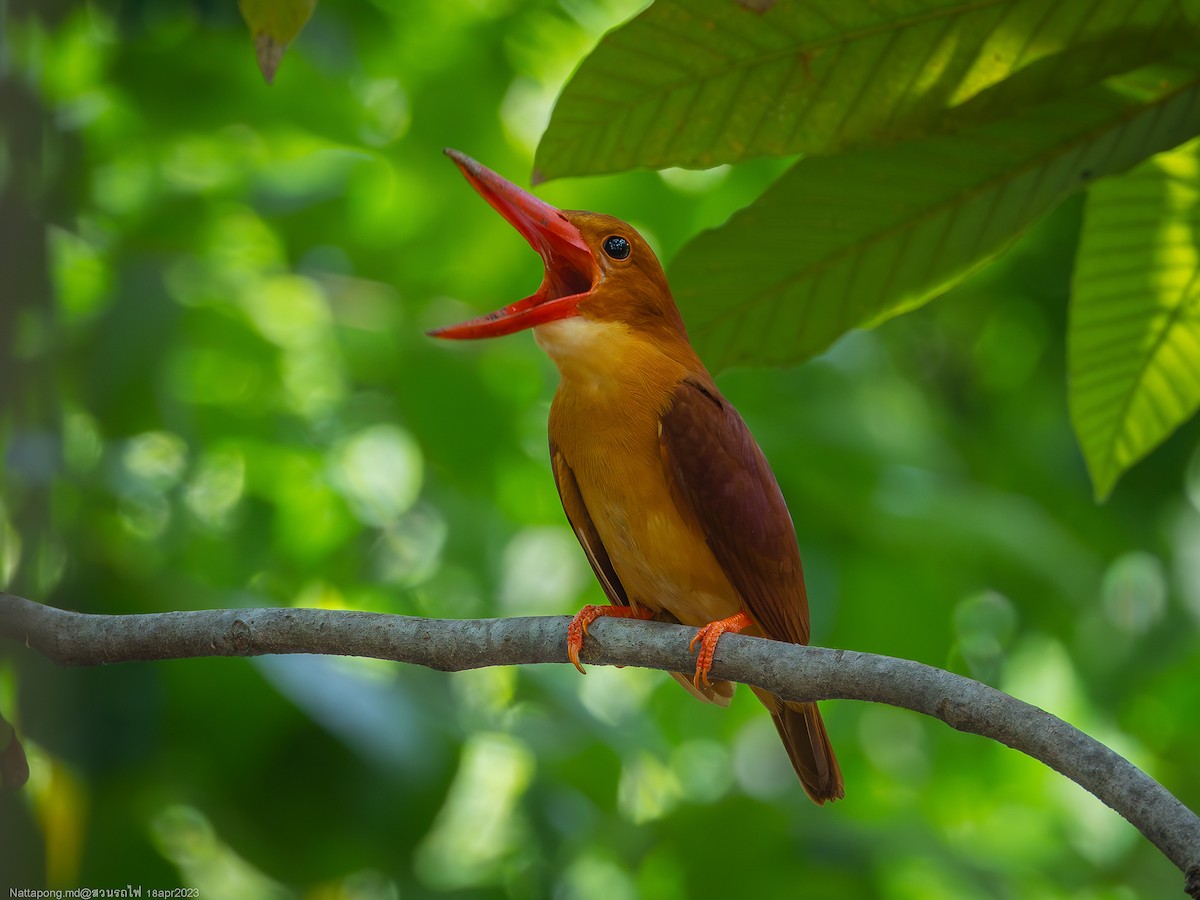 Ruddy Kingfisher - Nattapong Banhomglin