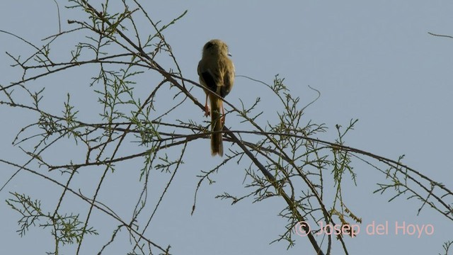 Prinia aquatique - ML559789831