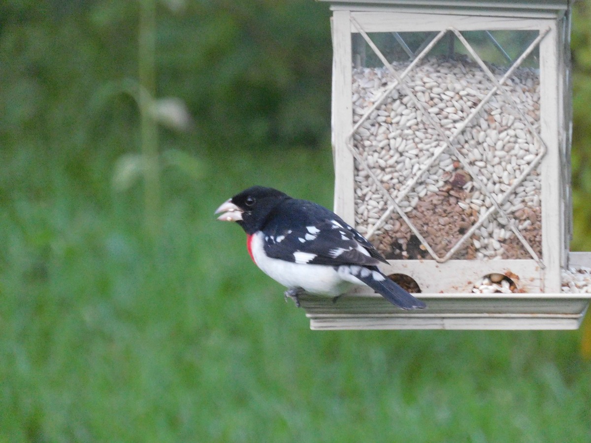 Rose-breasted Grosbeak - ML559790521