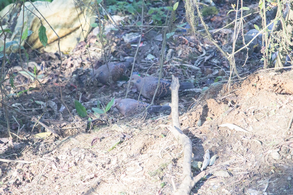 Oriental Turtle-Dove - ML559791521