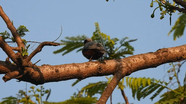 Indian Nuthatch - ML559791921