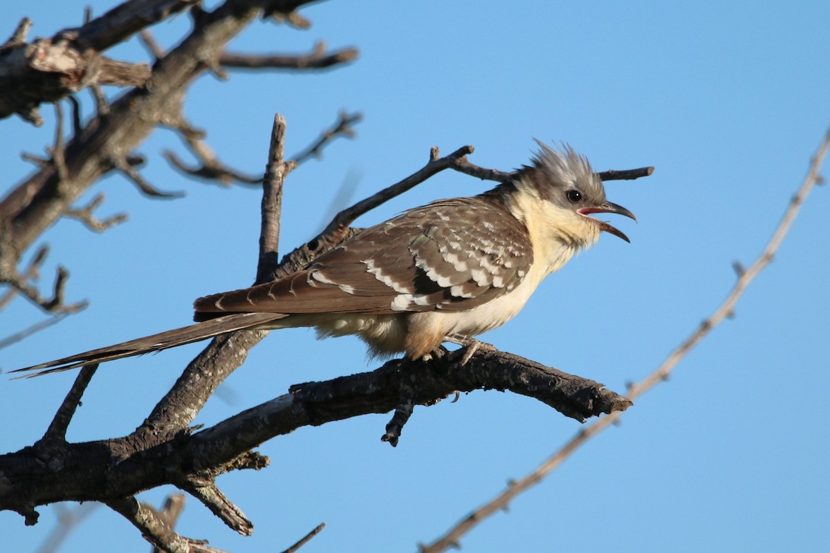 Great Spotted Cuckoo - ML559794181