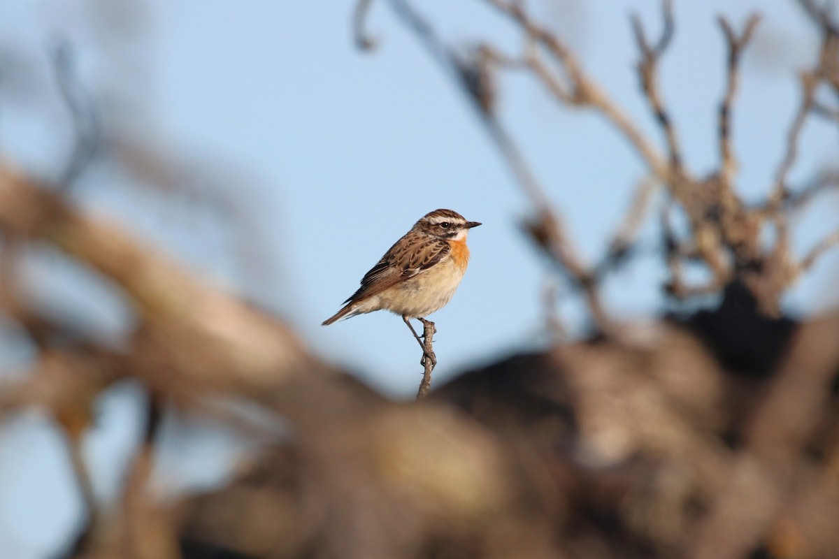 Whinchat - ML559794221