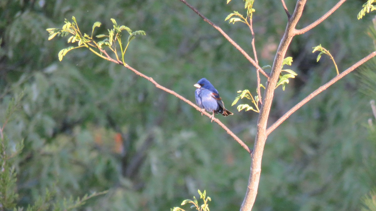 Blue Grosbeak - ML559794651