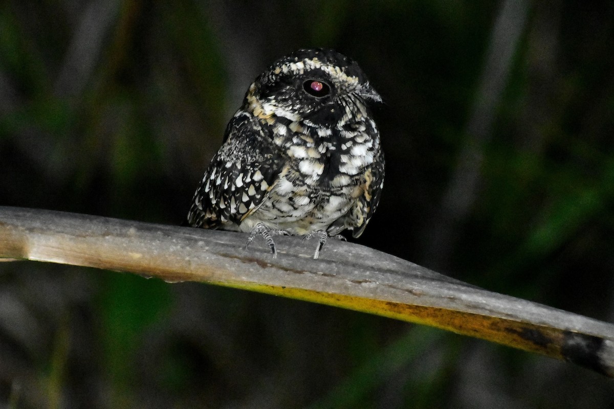 Spot-tailed Nightjar - Cornelio Chablé