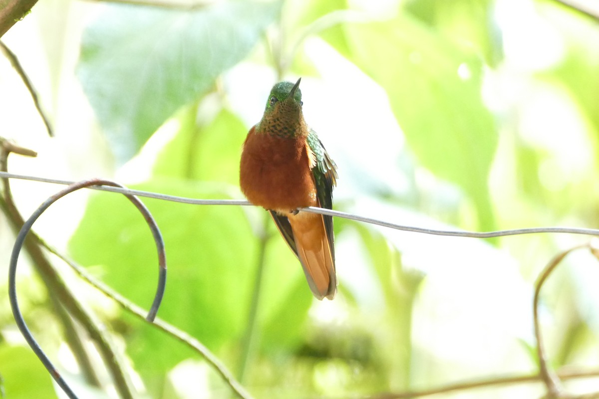 Chestnut-breasted Coronet - ML55979501