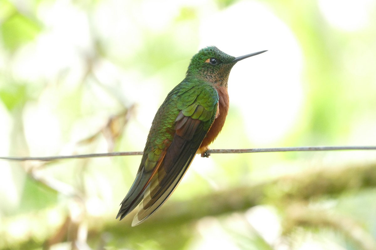 Chestnut-breasted Coronet - ML55979521