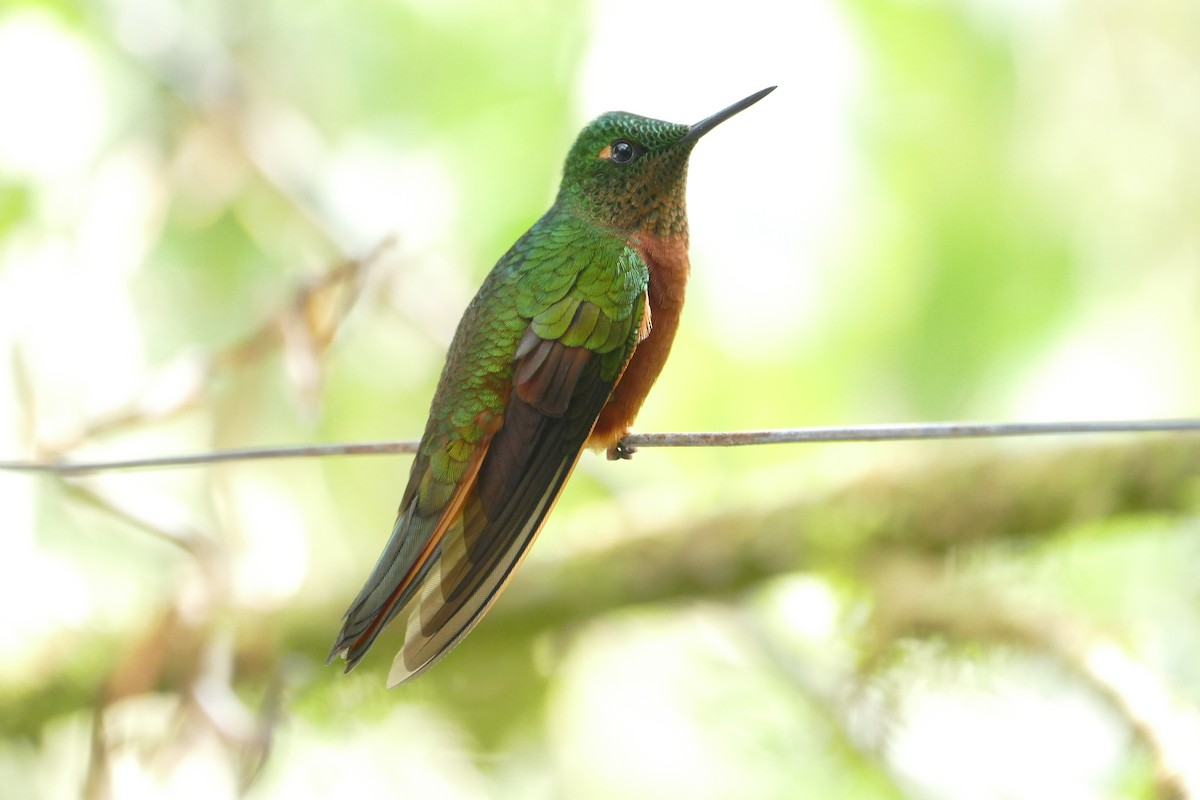 Chestnut-breasted Coronet - ML55979551