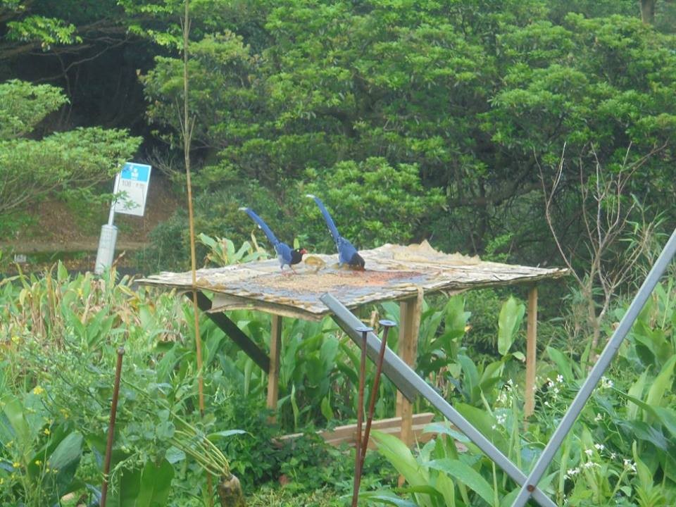 Taiwan Blue-Magpie - ML55979621