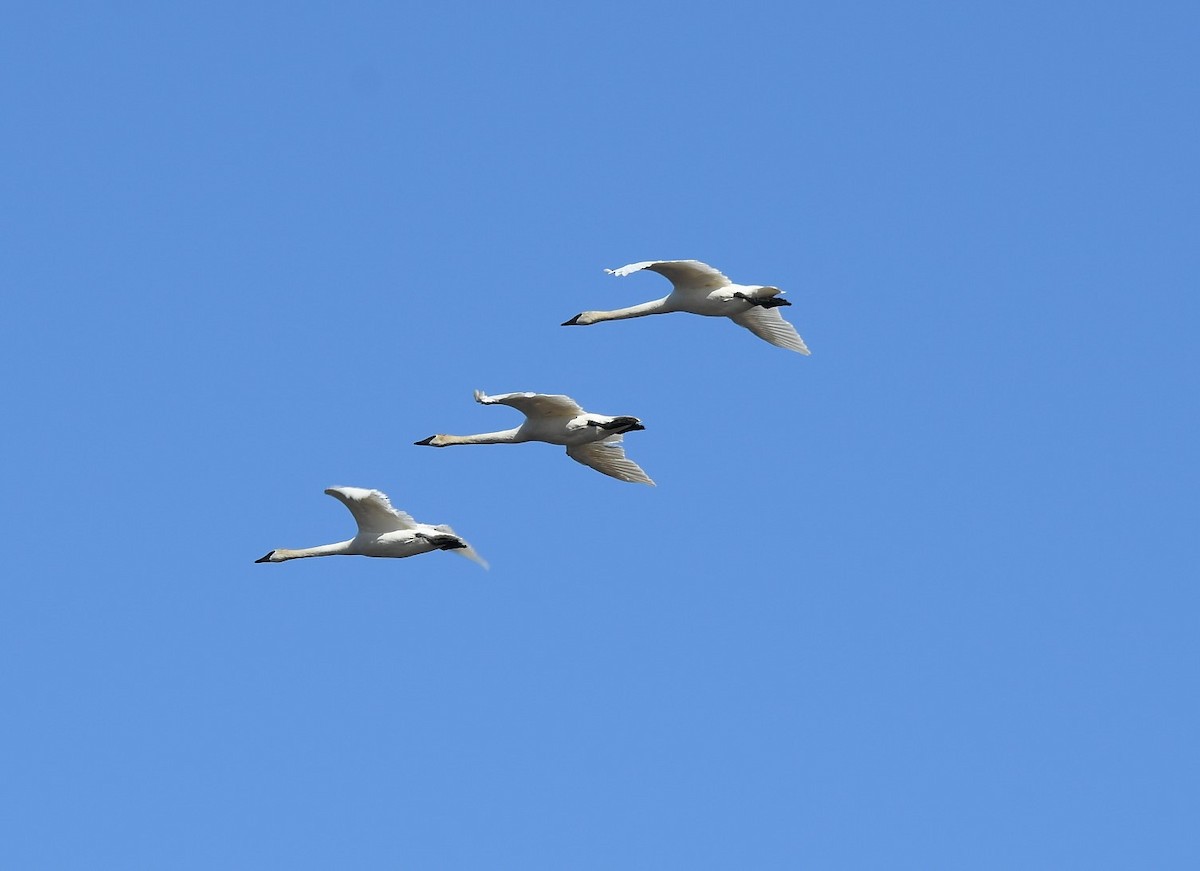 Trumpeter Swan - ML559797141