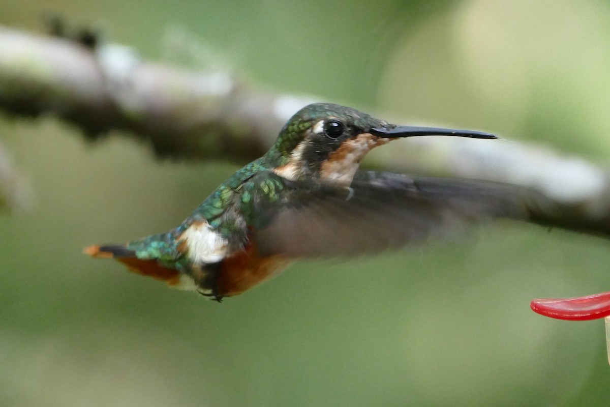 White-bellied Woodstar - ML55979861