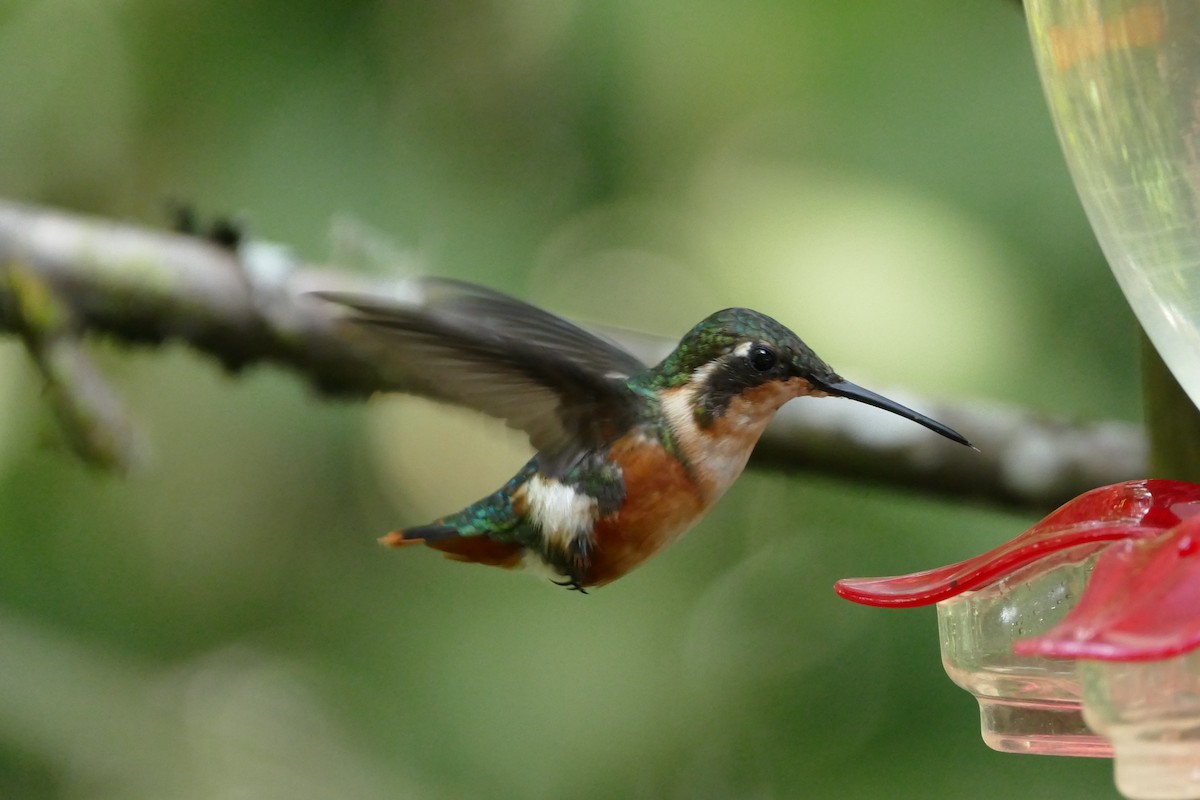 Colibrí de Mulsant - ML55979891