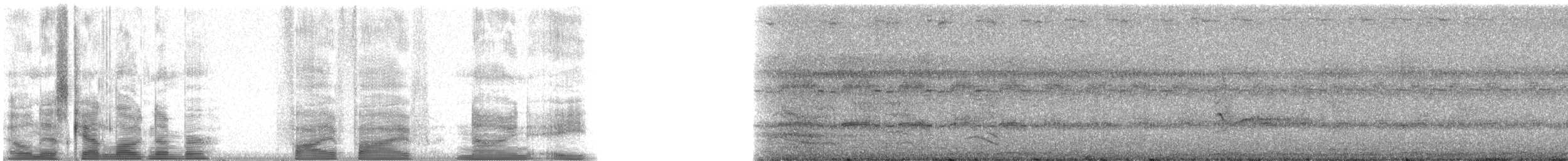 Carpophage de Micronésie - ML5598