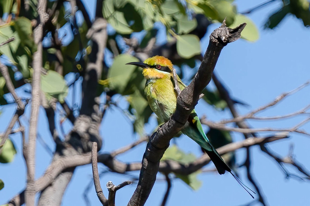 Rainbow Bee-eater - ML559800561