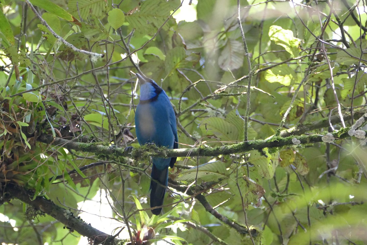 Turquoise Jay - ML55980061