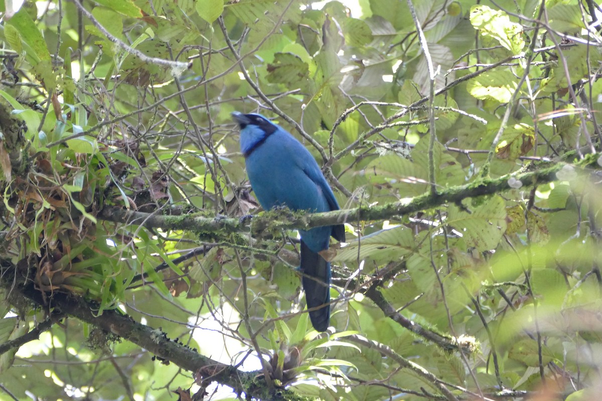 Turquoise Jay - ML55980071