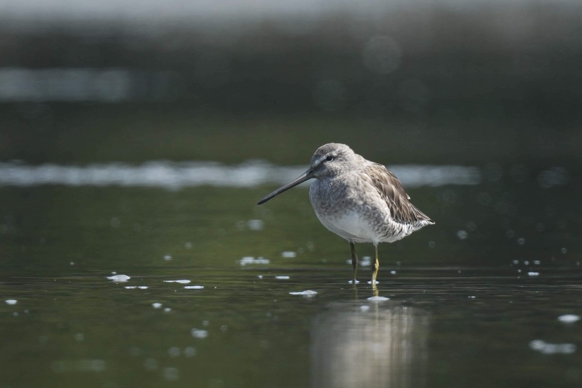 Short-billed Dowitcher - ML559801771