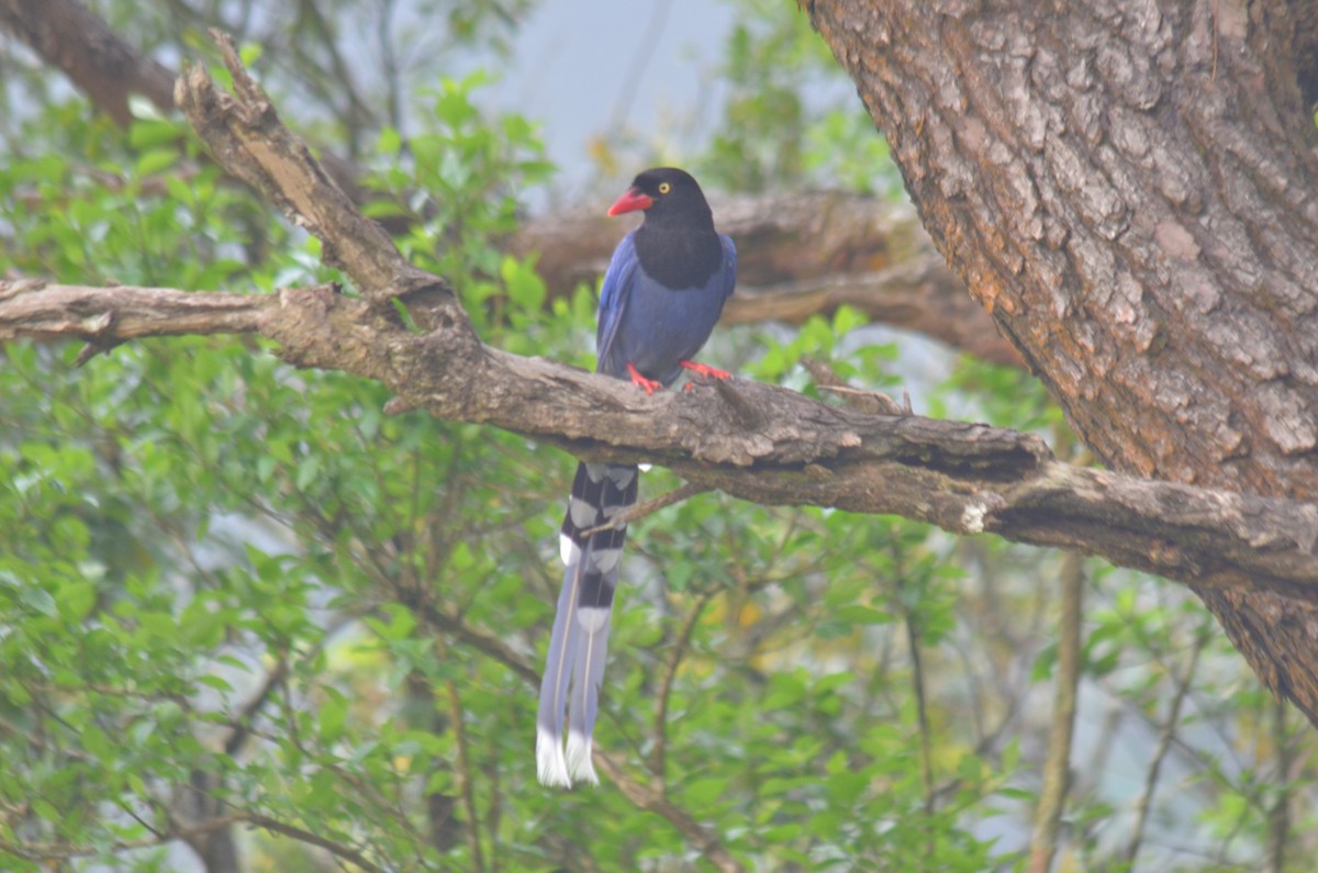 Taiwan Blue-Magpie - ML55980181