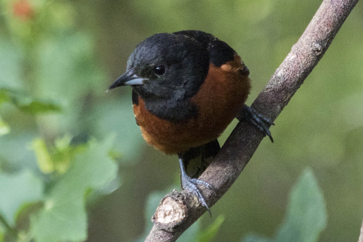 Orchard Oriole - ML55980251