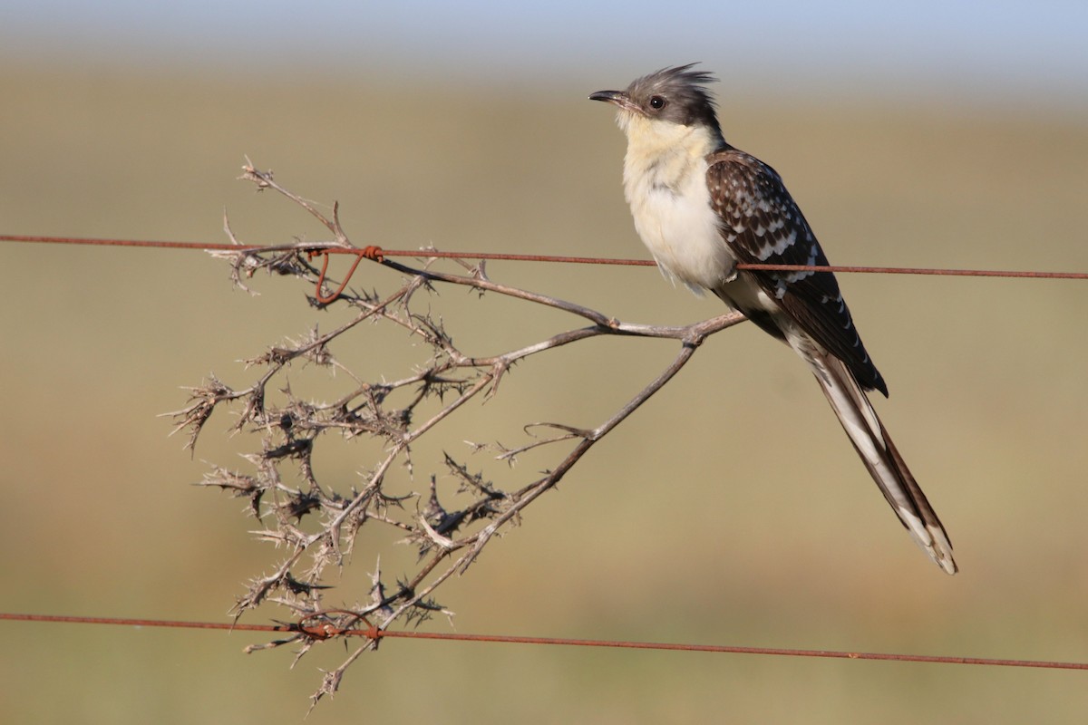 Great Spotted Cuckoo - ML559802981