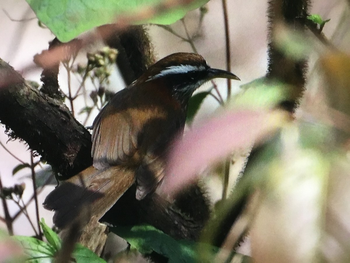 Streak-breasted Scimitar-Babbler - ML559803011