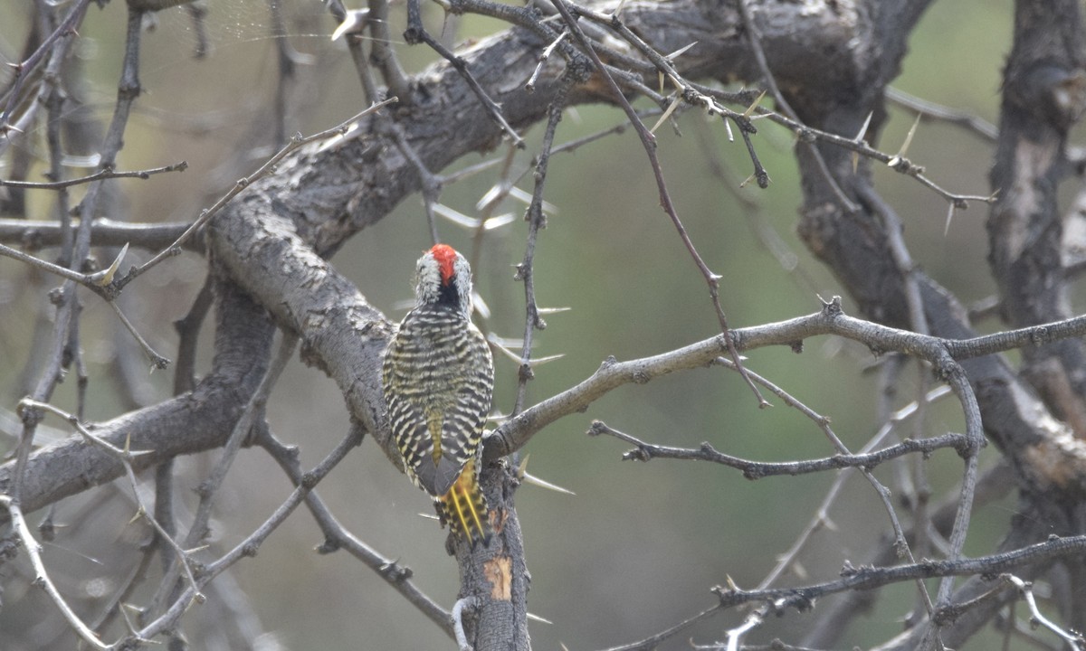 Cardinal Woodpecker - ML559804431