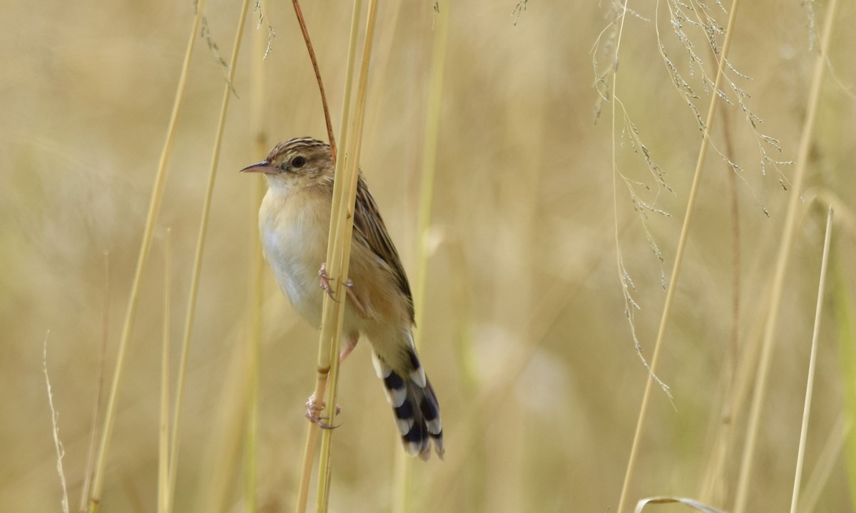 Desert Cisticola - Jacob Henry