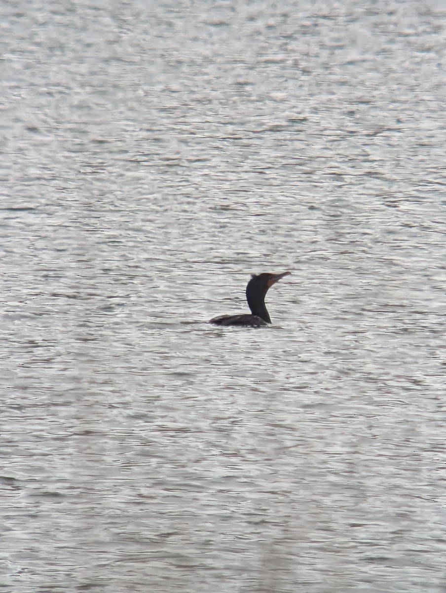 Double-crested Cormorant - ML559804461