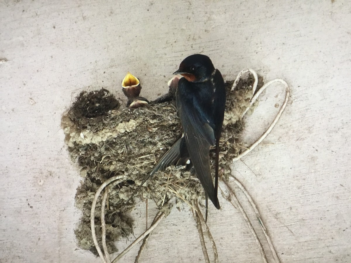 Barn Swallow - Snehes Bhoumik