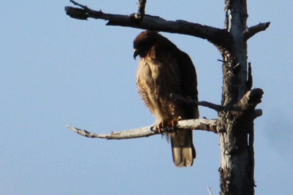 Red-tailed Hawk - ML559804641