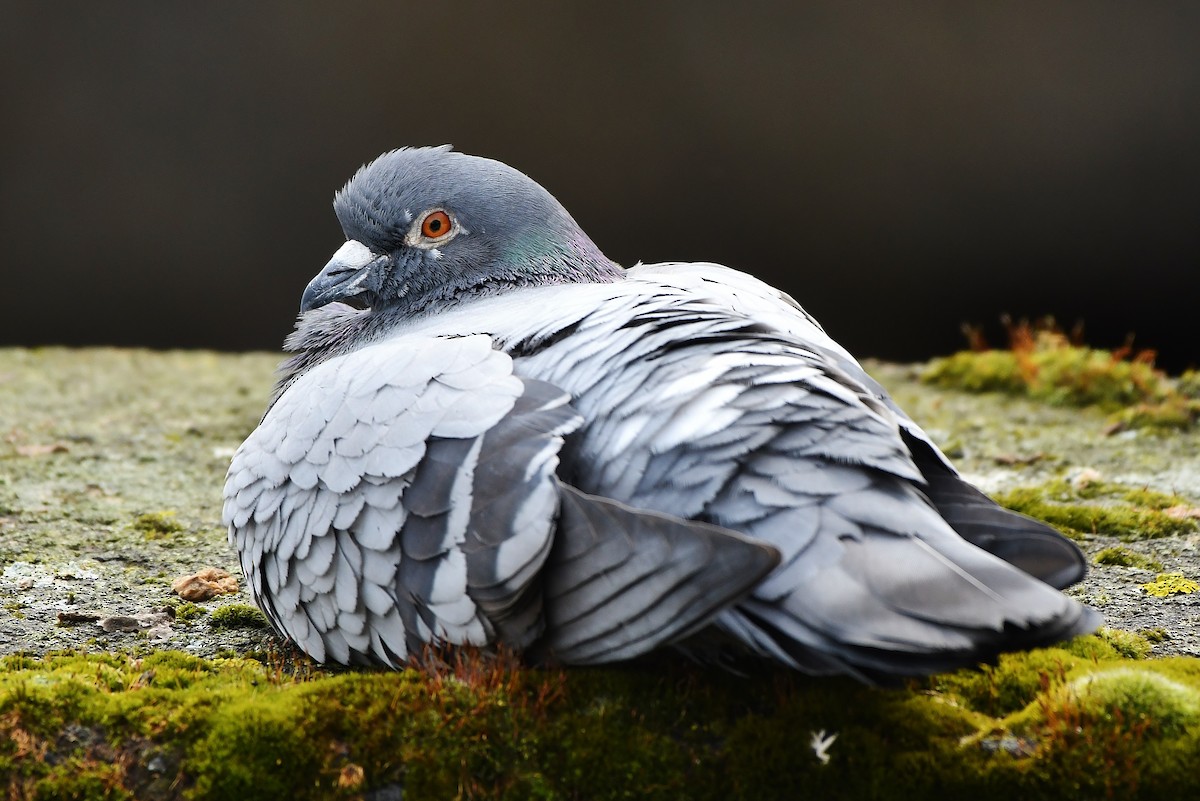 Rock Pigeon (Feral Pigeon) - Rachel Hudson