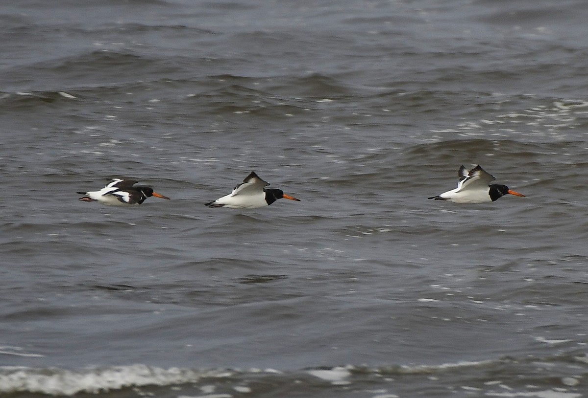 Eurasian Oystercatcher - ML559805721