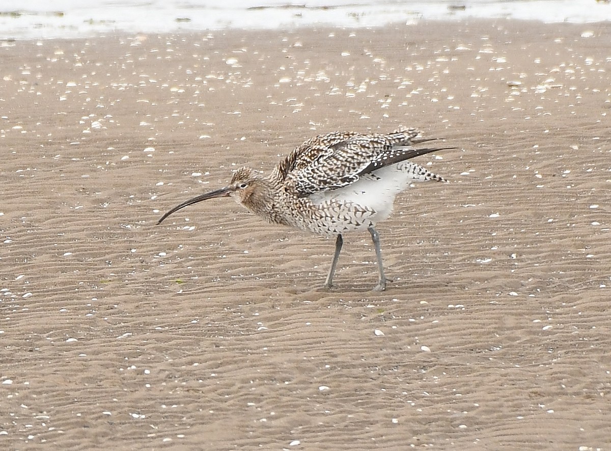 Eurasian Curlew - ML559805861