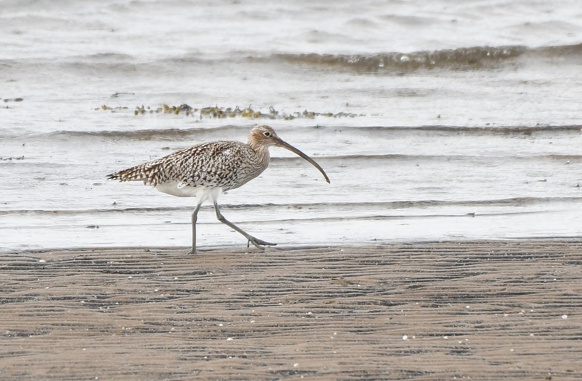 Eurasian Curlew - ML559805871