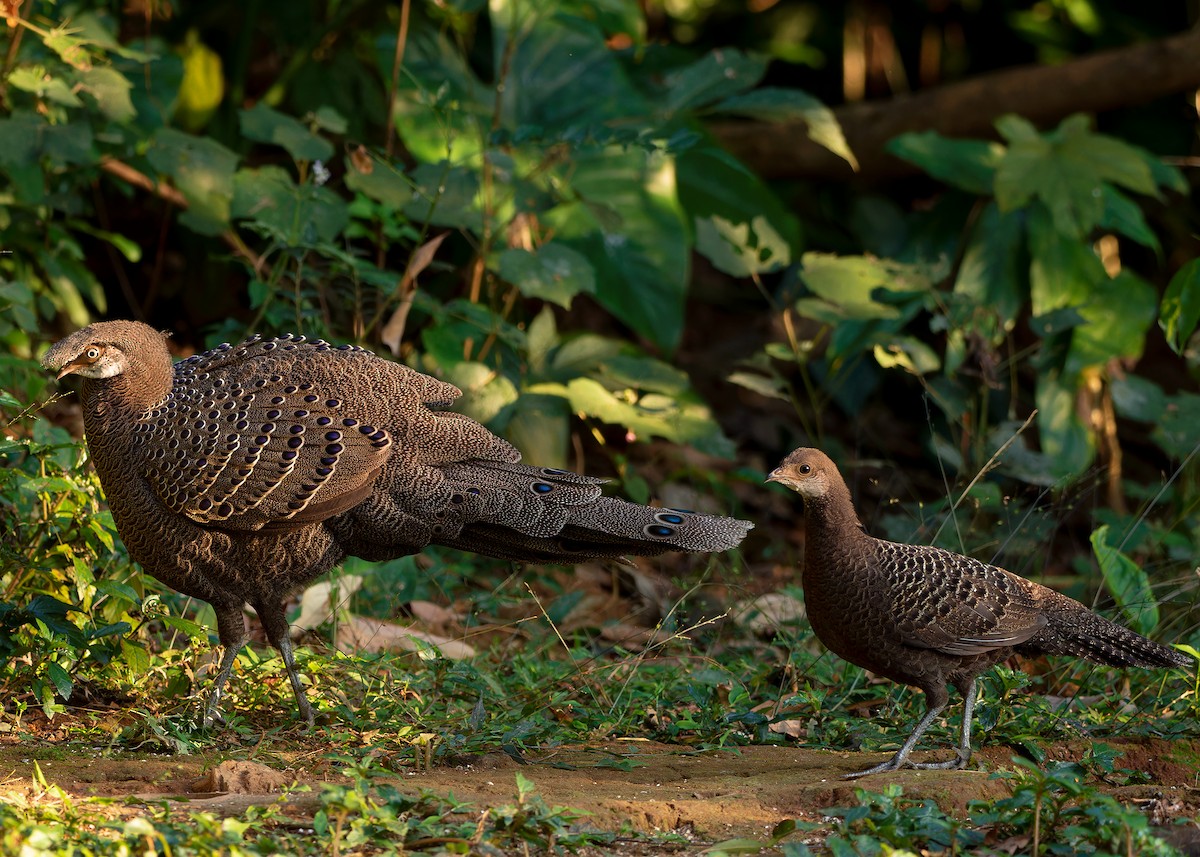 Gray Peacock-Pheasant - Ayuwat Jearwattanakanok