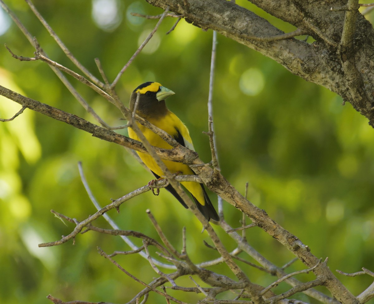 Evening Grosbeak - ML559806541