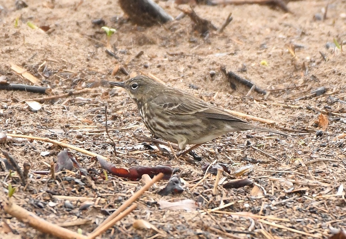 Rock Pipit - ML559808401