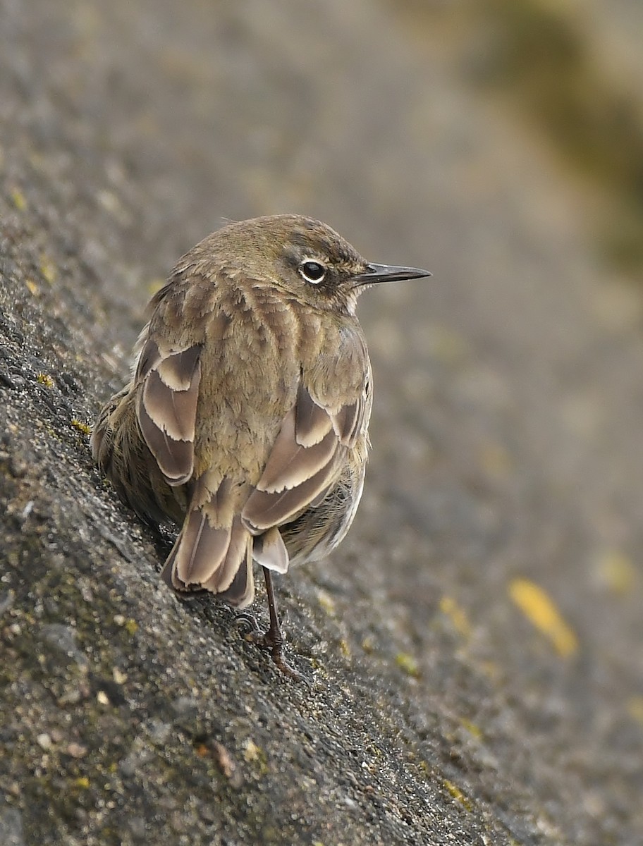 Rock Pipit - ML559808431