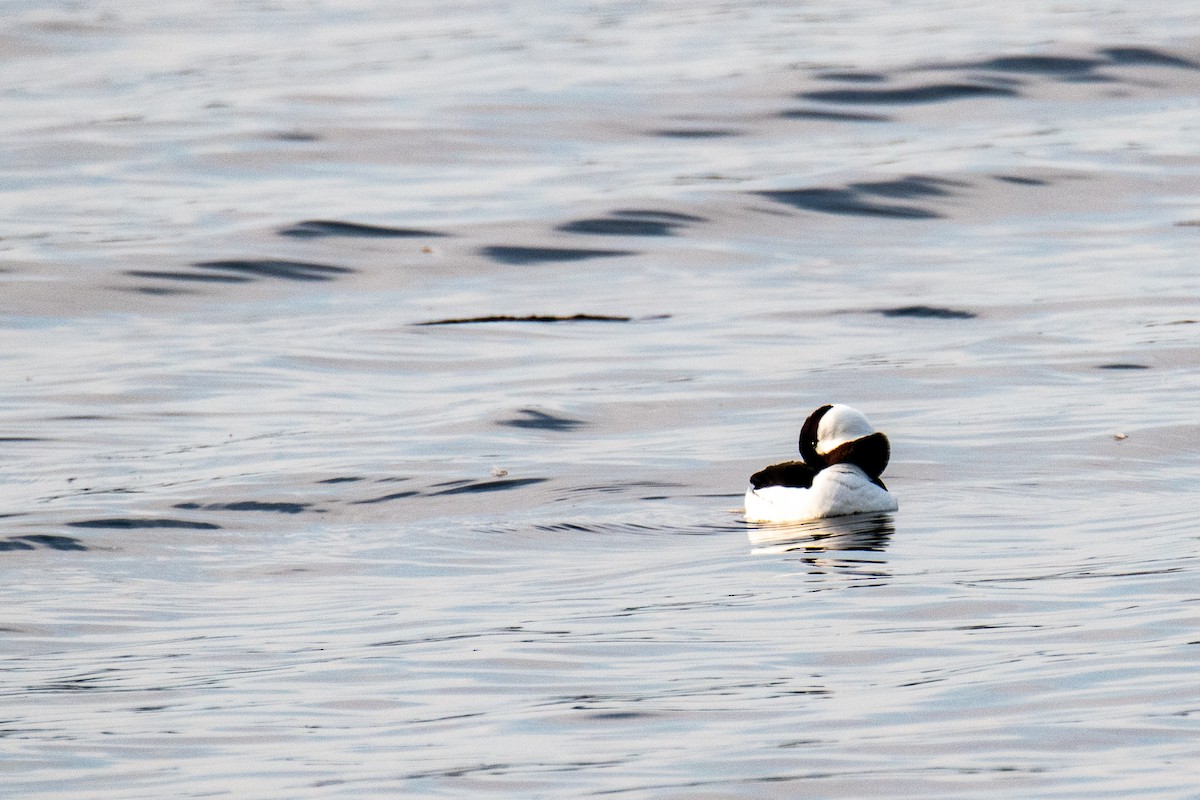 Bufflehead - ML559809111