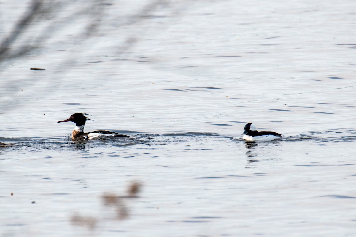 Bufflehead - ML559809121