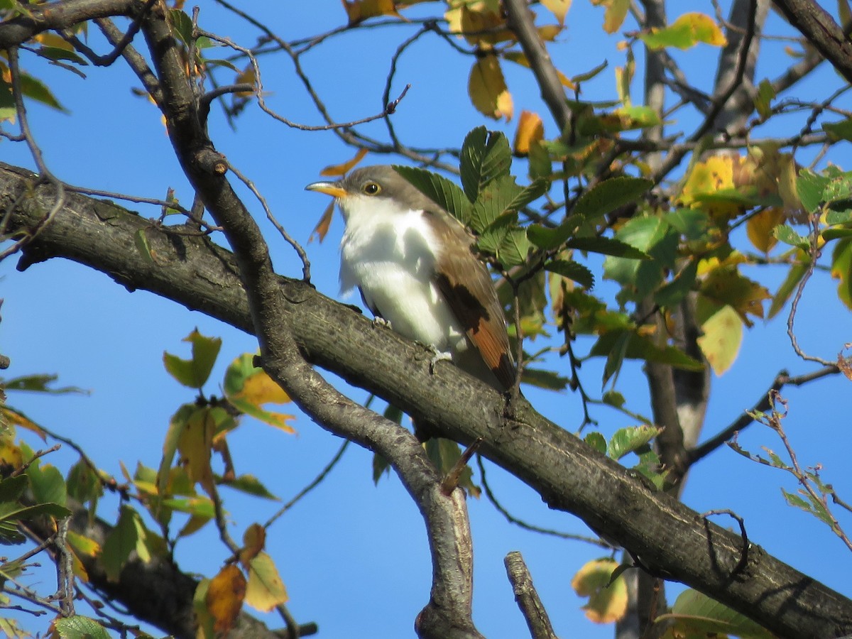 Yellow-billed Cuckoo - Port of Baltimore