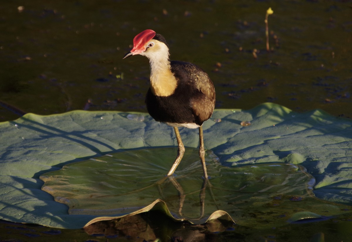 Comb-crested Jacana - Max Weatherall
