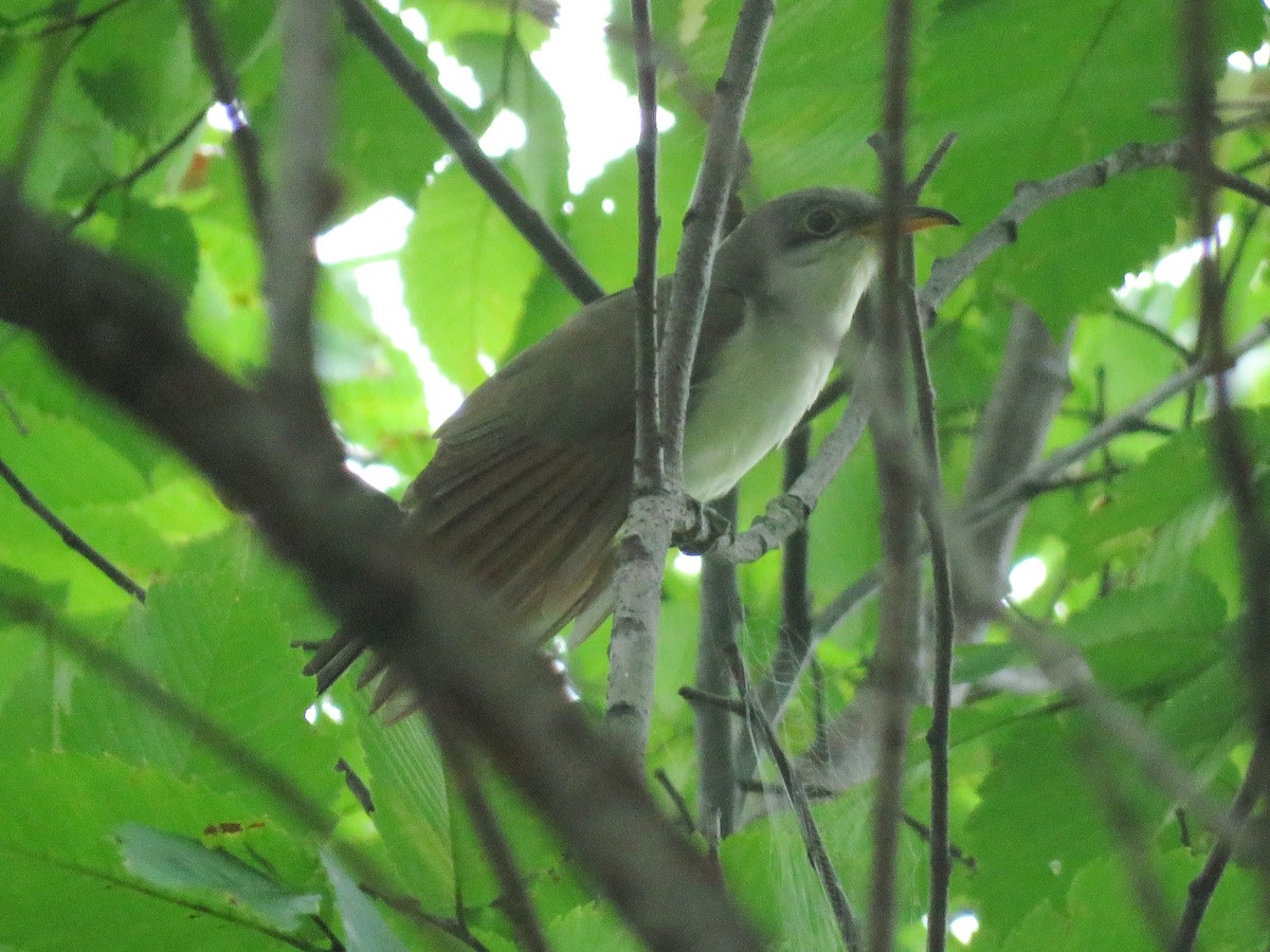 Yellow-billed Cuckoo - ML559809981