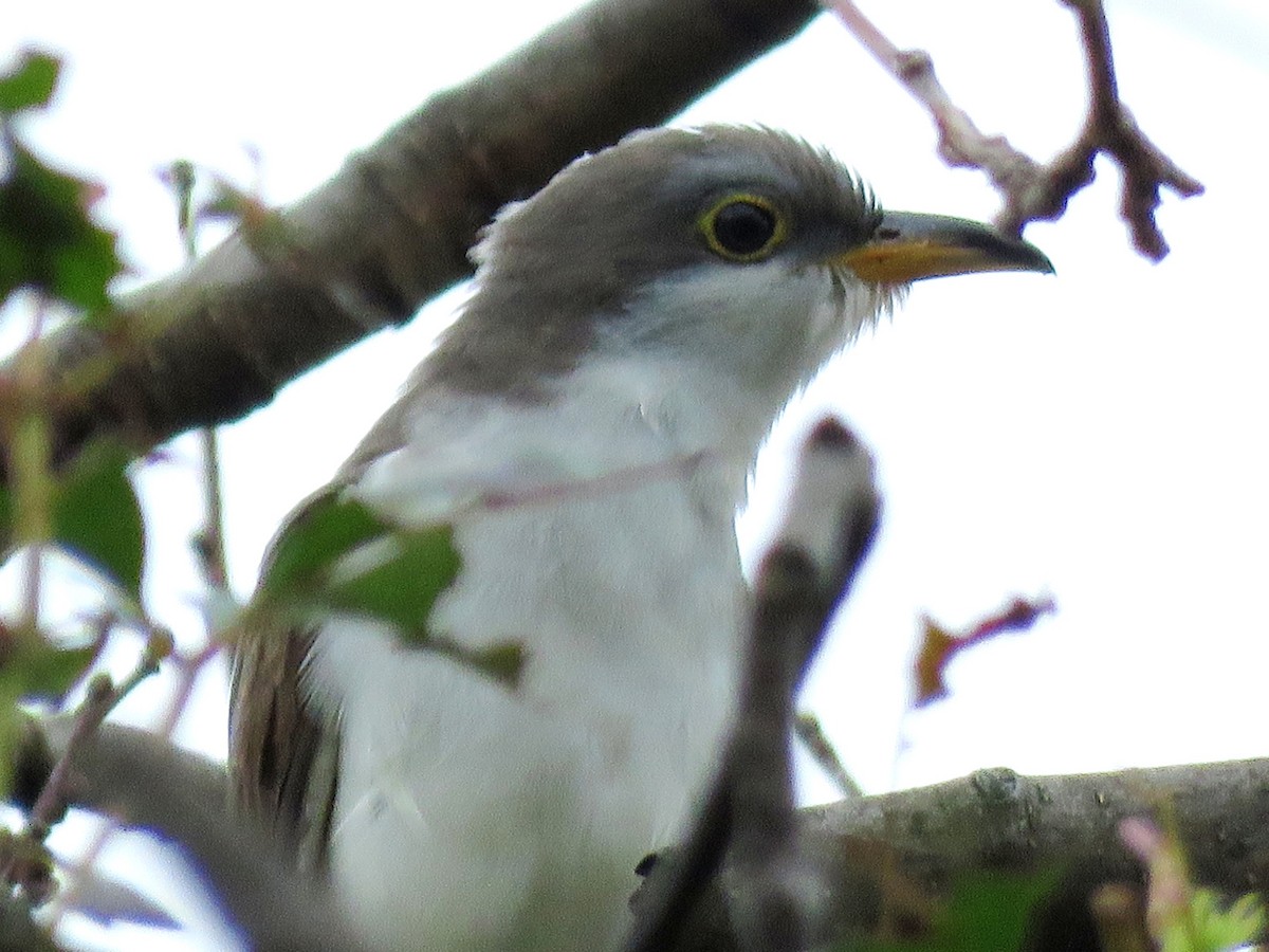 Yellow-billed Cuckoo - ML559809991