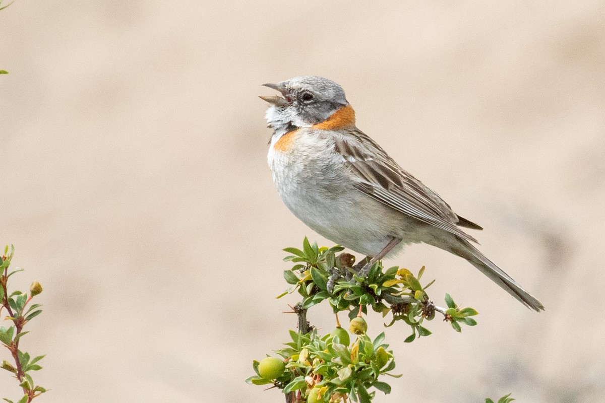 Rufous-collared Sparrow - ML559810221