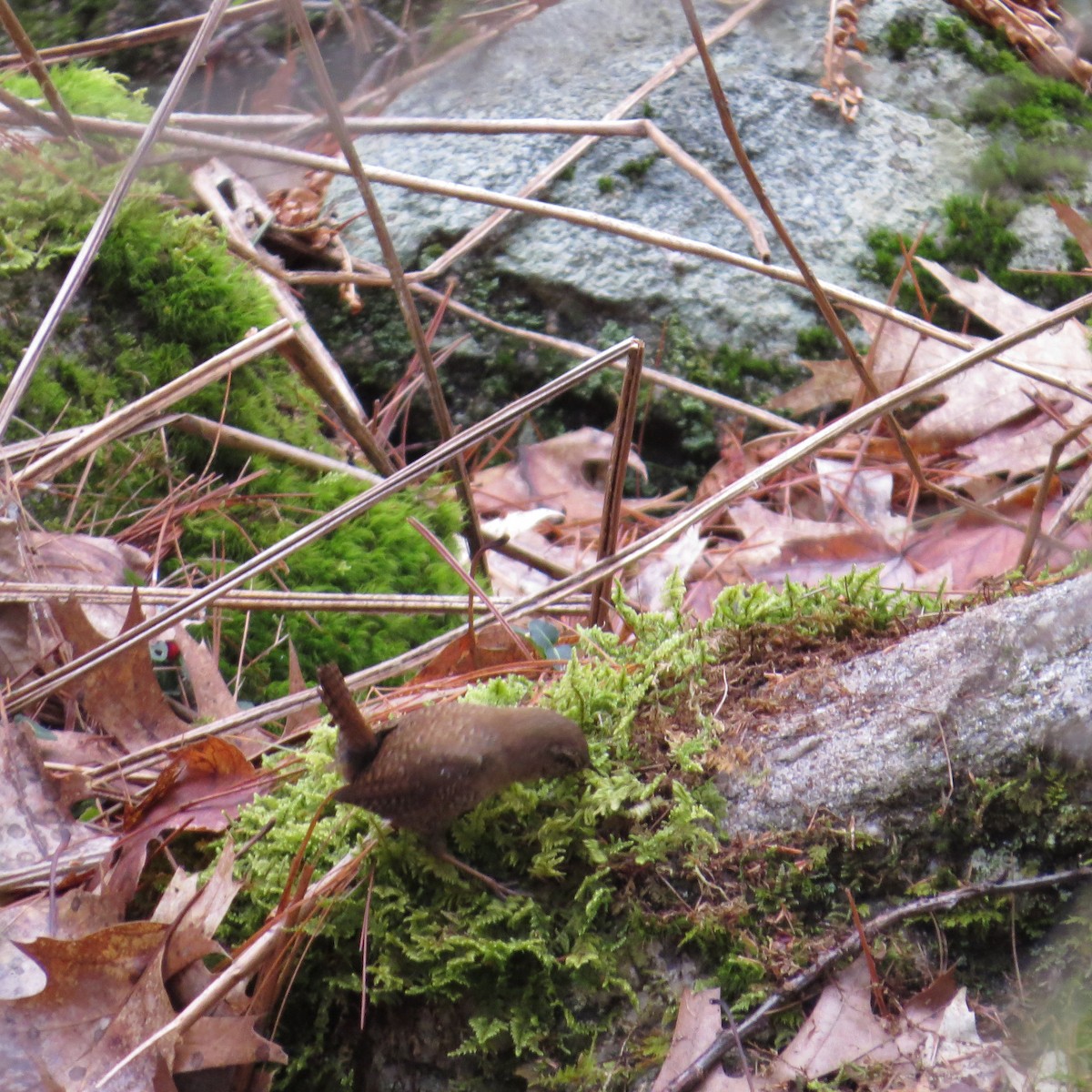 Winter Wren - ML559810271