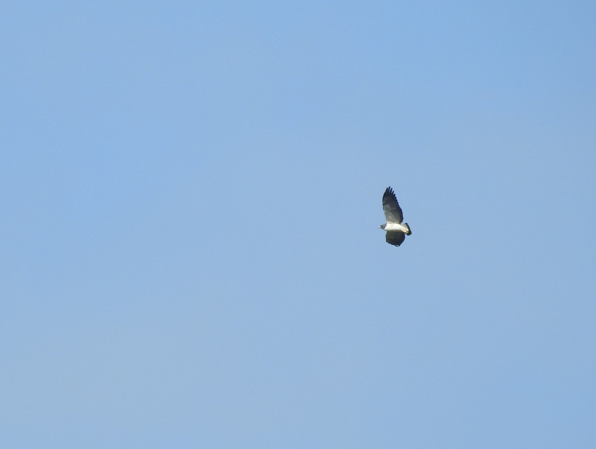 White-tailed Hawk - Jesse Fagan