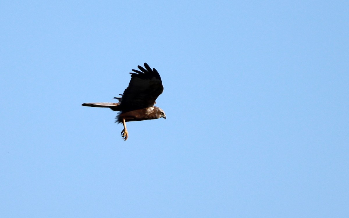 Western Marsh Harrier - ML559810621