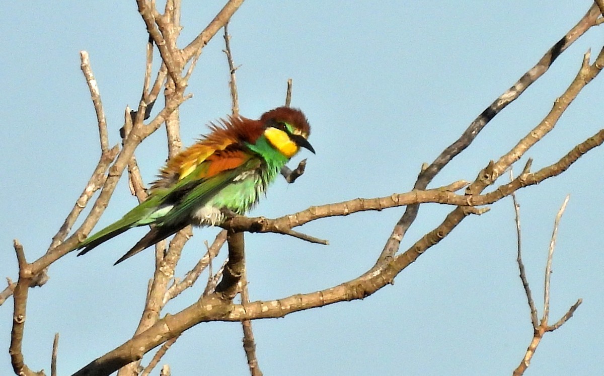 European Bee-eater - ML559810641